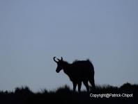 images/chamois/chamois-17-mai-2014 copie.jpg